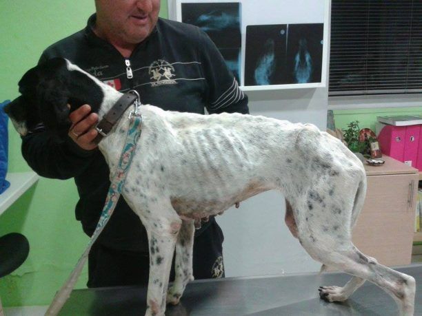 Ρόδος: Έσωσαν το σκελετωμένο σκυλί μετά την έκκληση που έκαναν οι φαντάροι